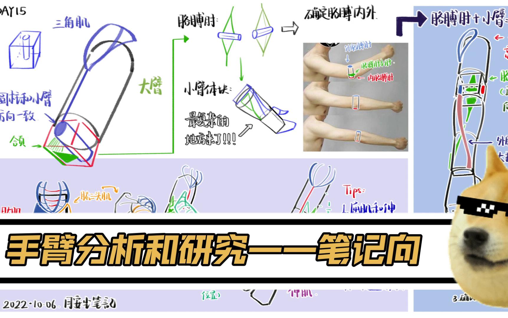 【绘画】手臂胳膊分析与研究——笔记向哔哩哔哩bilibili