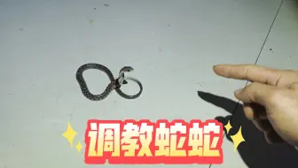 调教酷似眼镜蛇的斜鳞蛇