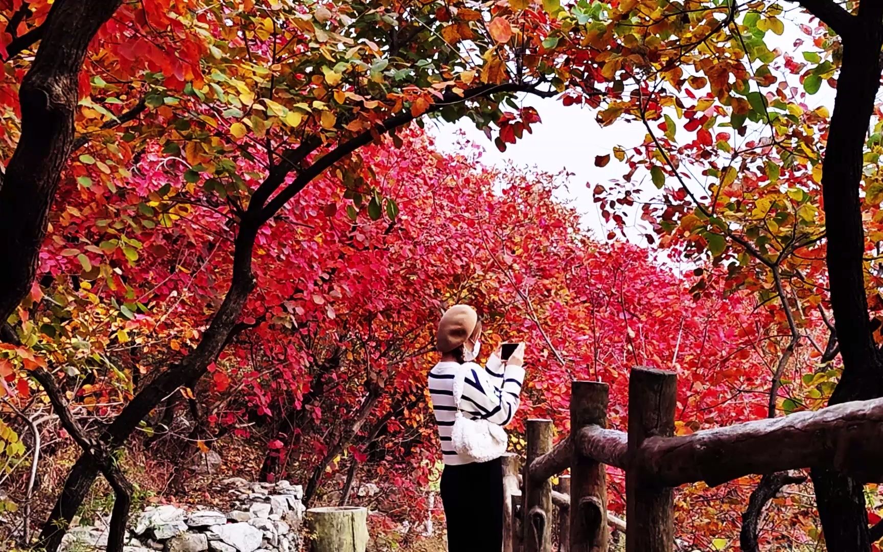 【香山、坡峰岭】北平之秋哔哩哔哩bilibili