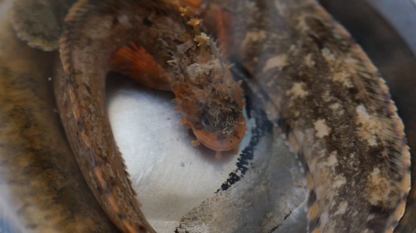小姐鱼学名27鳚