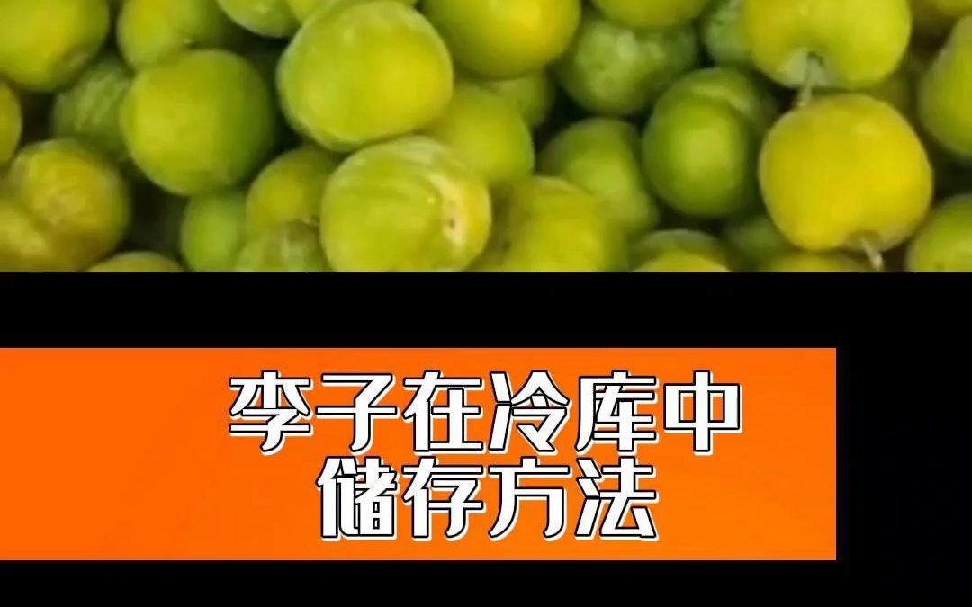 李子冷库长期储存方法介绍,有了李子冷库,果农们再也不怕李子烂了,给钱也不说的储存技巧,大家千万别错过了#冷库 #李子冷库 #保鲜库 #气调冷库哔...