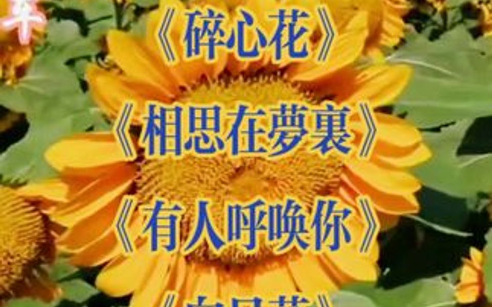 [图]《第一次见到你》 《碎心花》 《相思在梦里》 《有人呼唤你》 《向日葵》 《心爱的小马车》 邓丽君