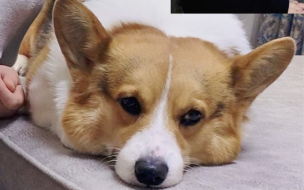 狗子:我当时害怕极了._哔哩哔哩 (゜-゜)つロ 干杯~-bilibili