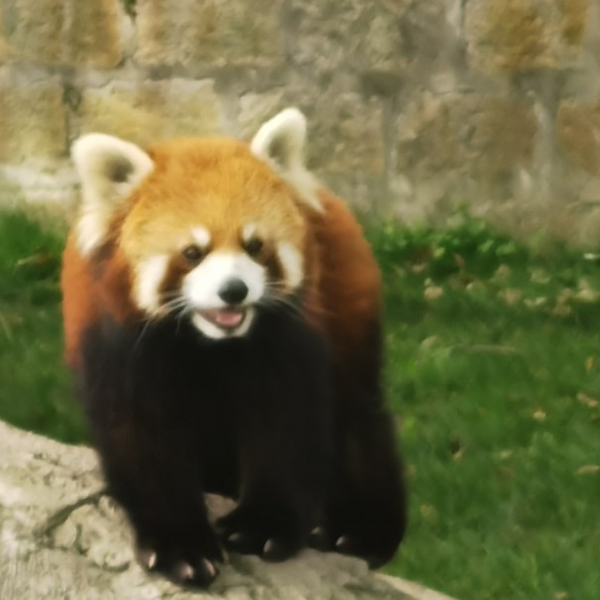 小熊猫 Acfun【小熊猫】话题，快来参与
