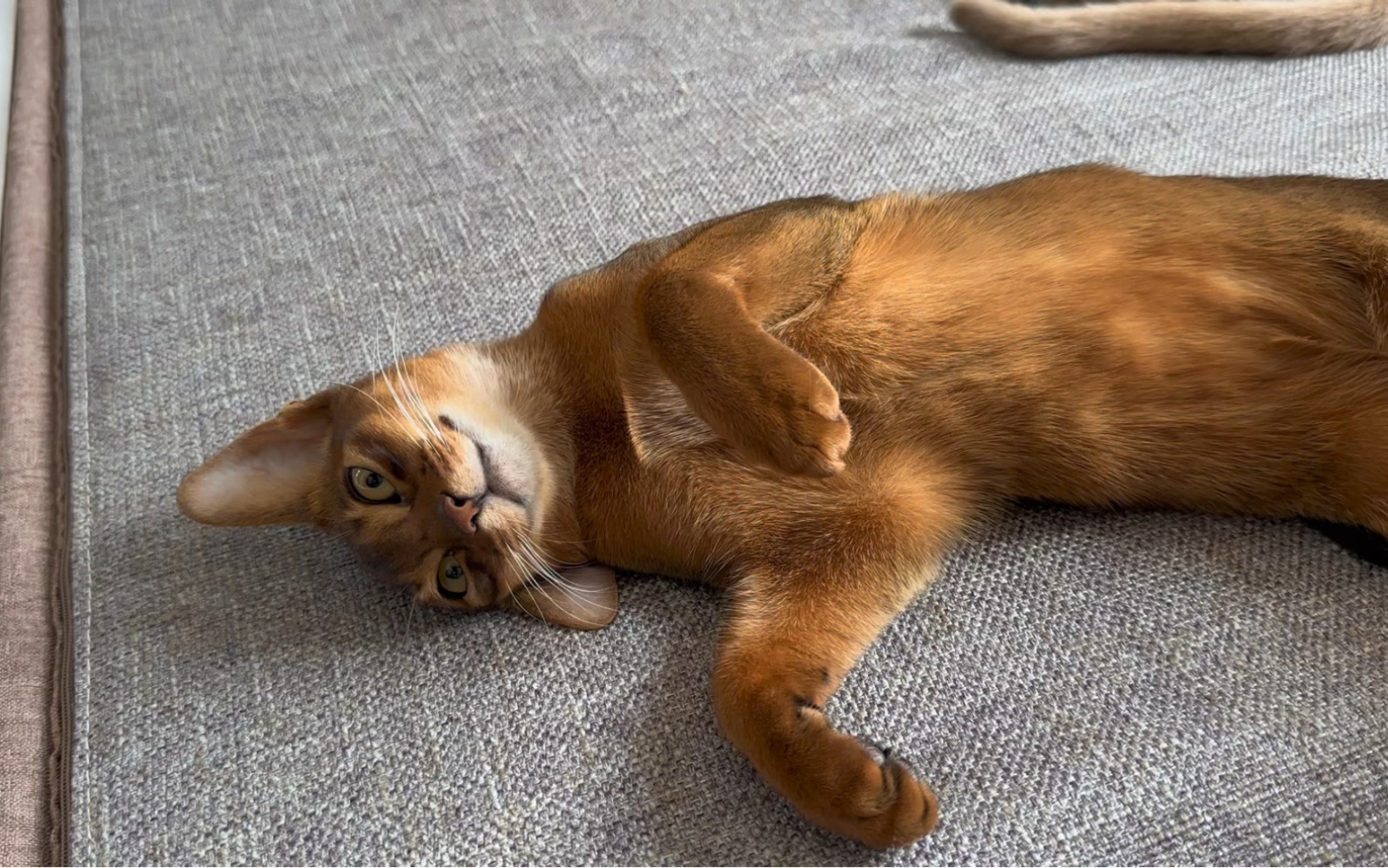 我的长条猫也太可爱了叭#阿比西尼亚猫 #吸猫