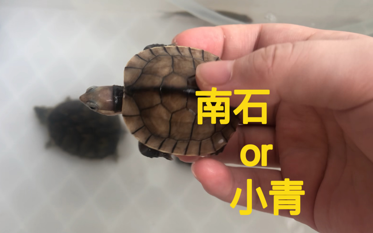 这是南石龟还是北小青?商家好大胆的欺骗啊