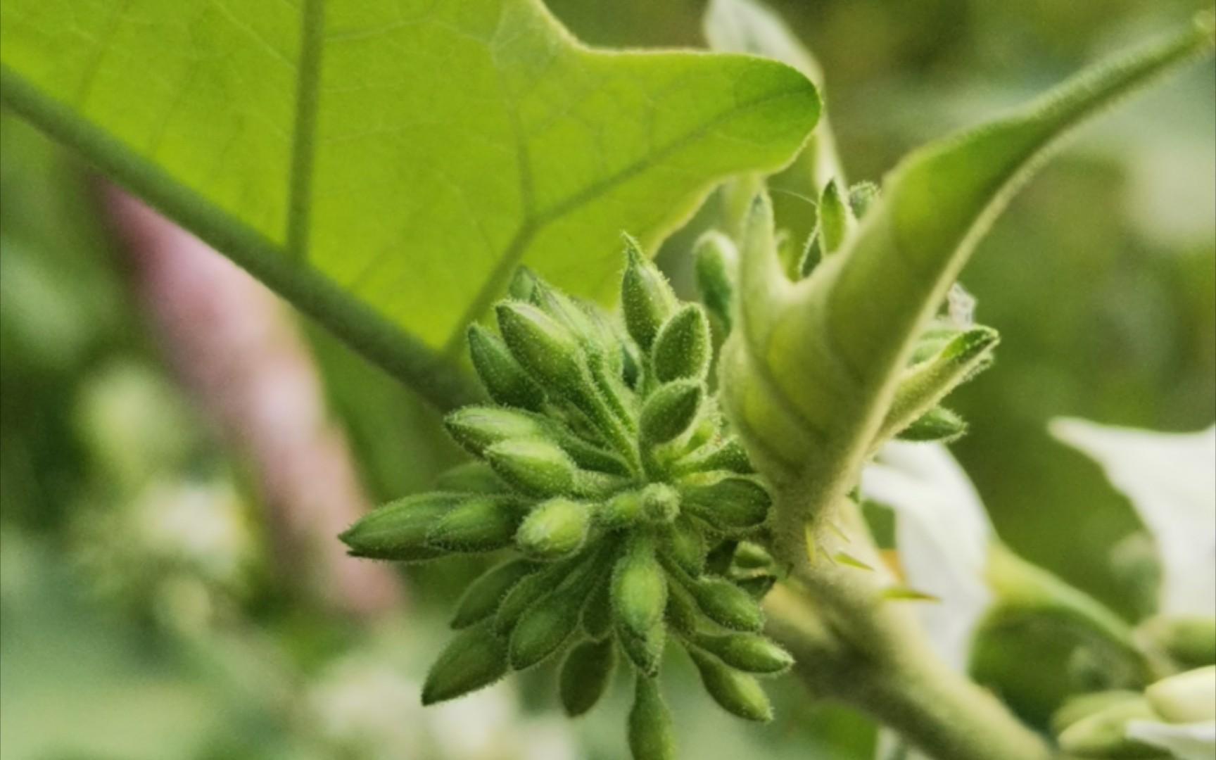 洁白无暇水茄花