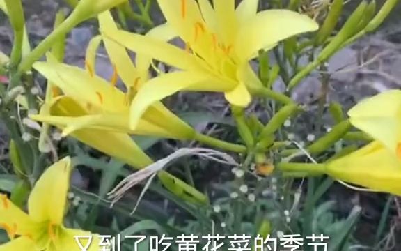 本草植物【黄花菜】哔哩哔哩bilibili