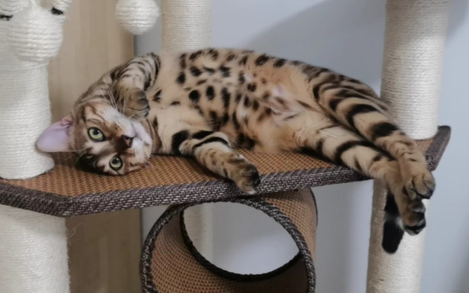 胖头喵喵鱼_哔哩哔哩_bilibili