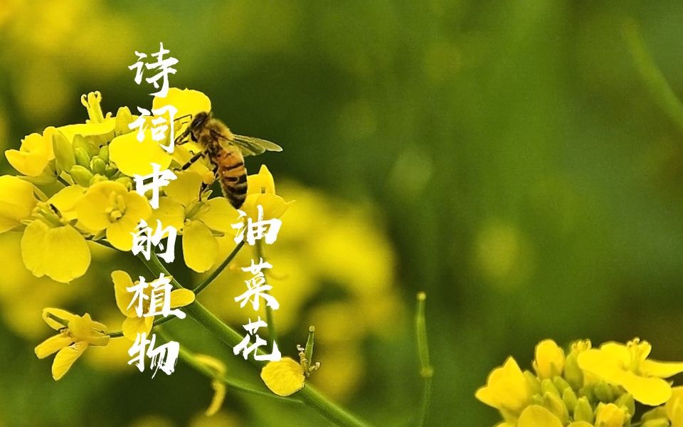 [图]跟着诗词学植物|第一集：油菜花