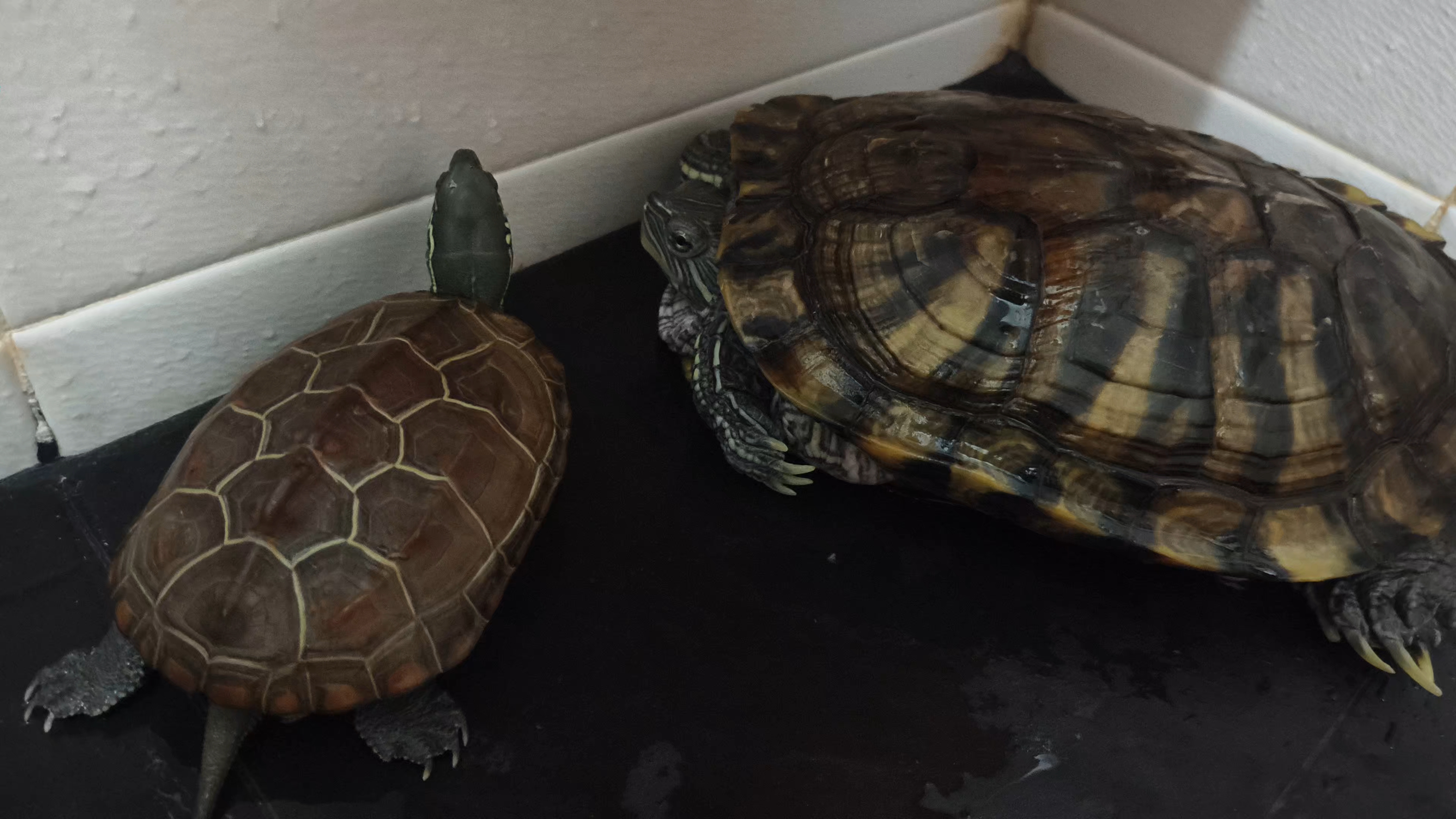 大的巴西龟和小的草龟正趴在地上歇息,小的在挠脚,大的已经知道要缩头