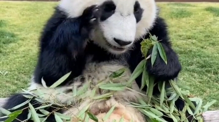 活动  看,这有只会说话的大熊猫