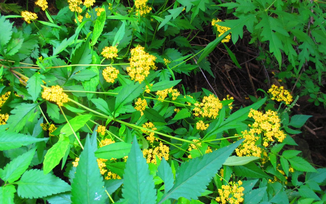 墓头回的功效与作用(墓头回的功效与作用,让先人安息更安心)