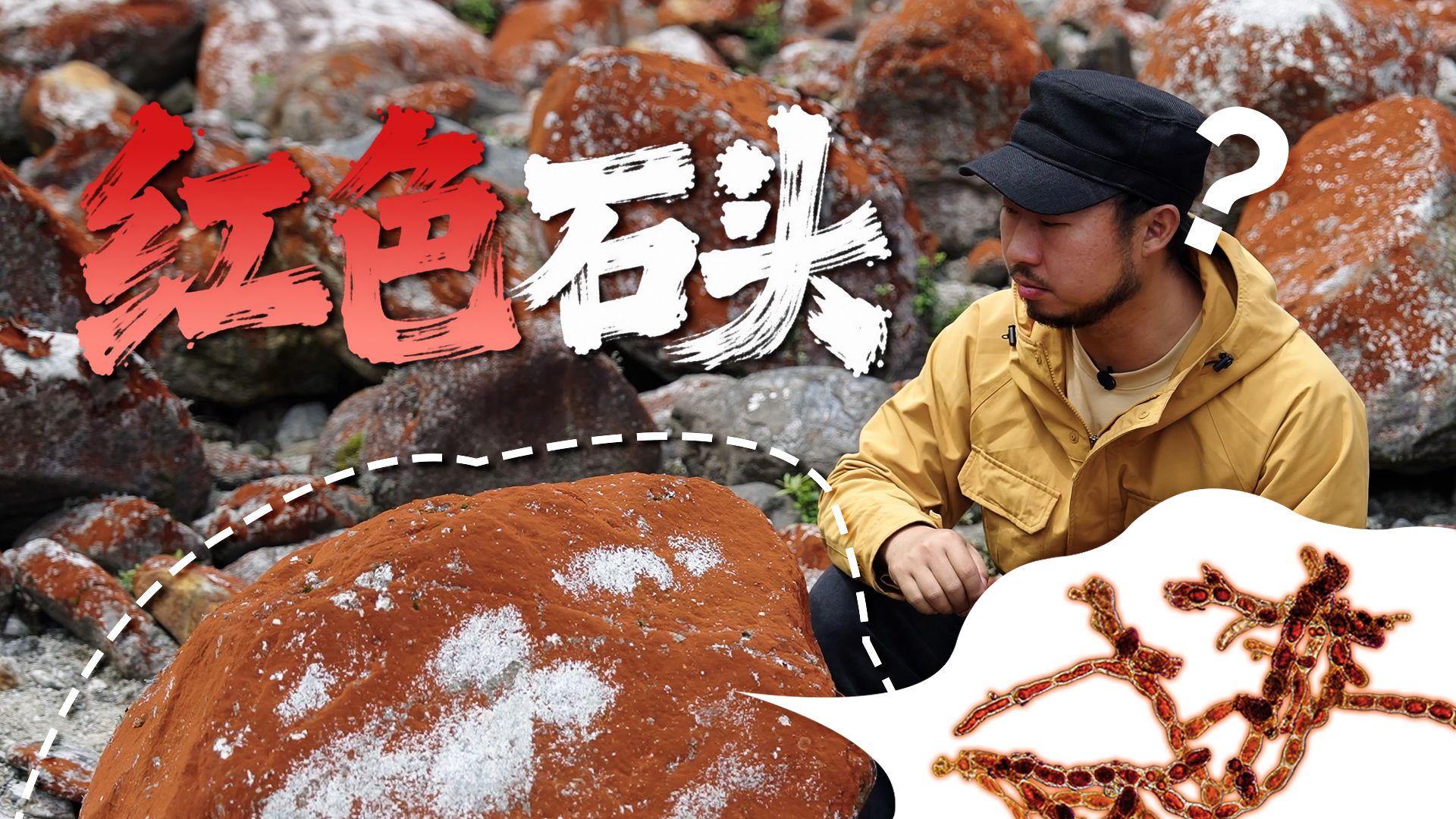 川西石头上的红色是能改写高原地表的神奇藻类