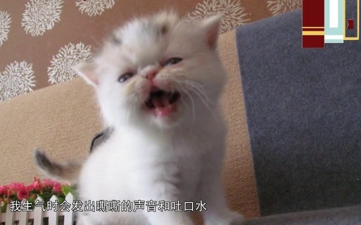 纯正英语介绍小猫咪哔哩哔哩bilibili