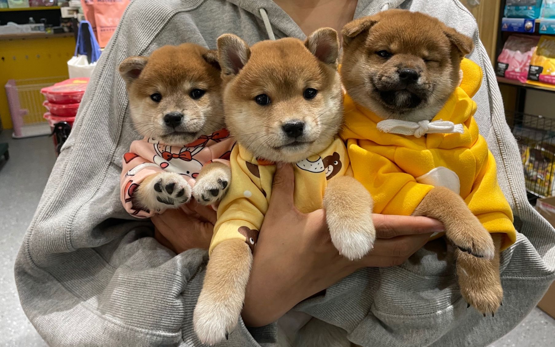 柴版"地狱三头犬"