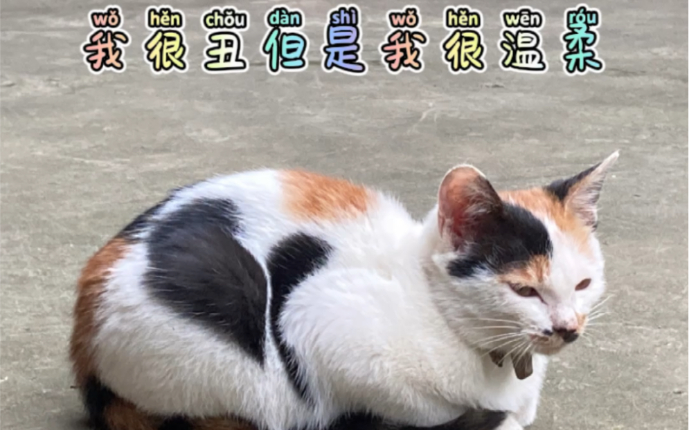 老婆家的小三花丑乖丑乖的小精灵