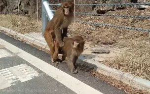 Скачать видео: 救命，有猴子要抢我滑板！