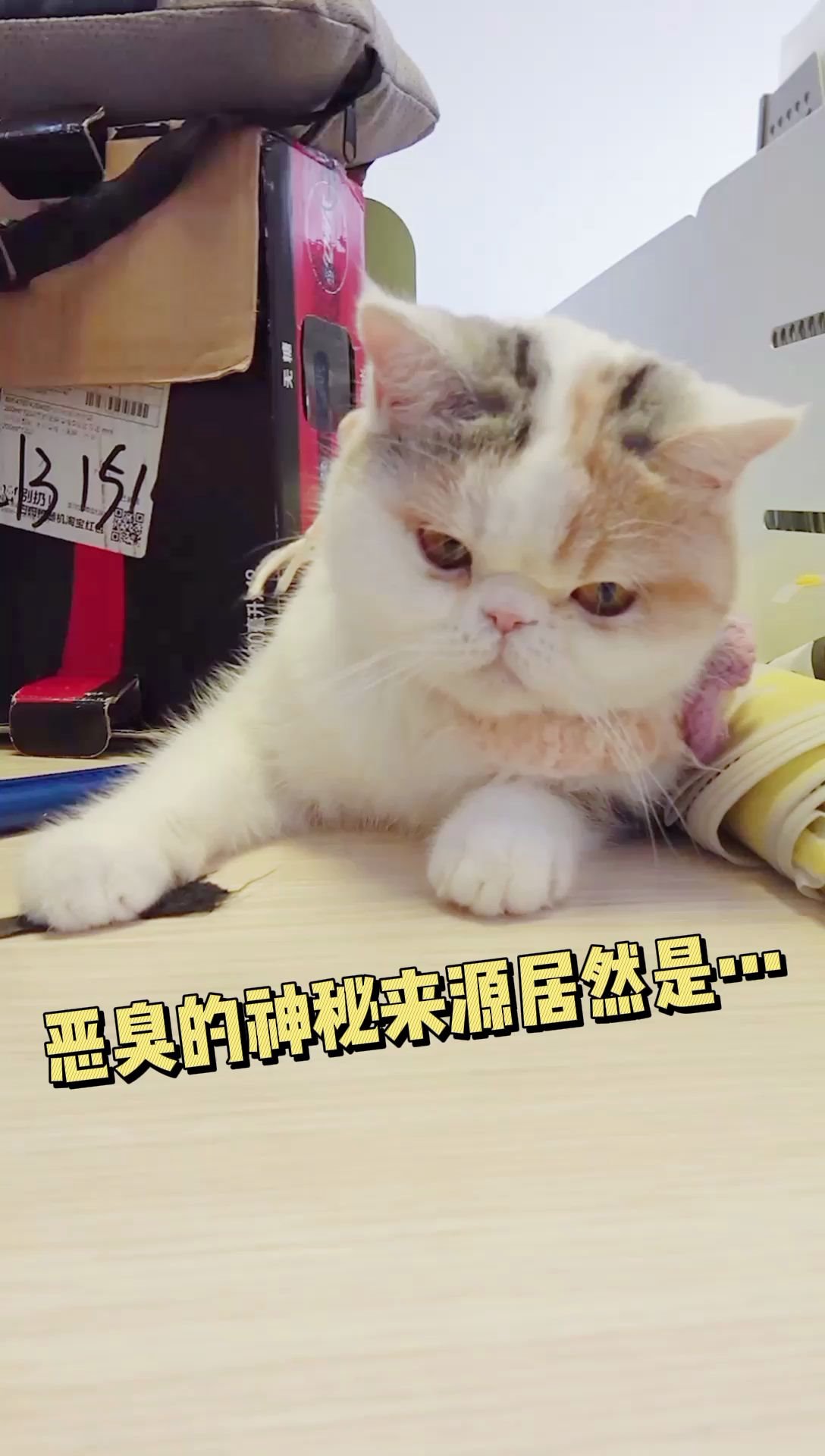 房间里的恶臭味原来来自这里!_哔哩哔哩 (゜-゜)つロ 干杯~-bilibili