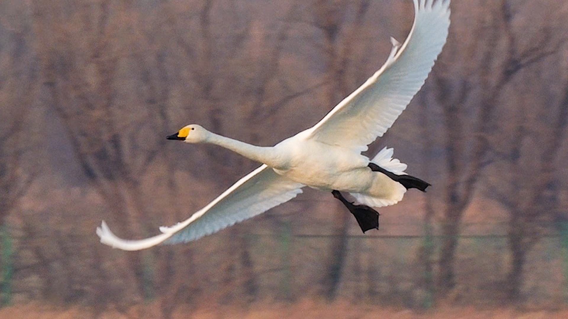 大天鹅降落,意想不到的奇景上演