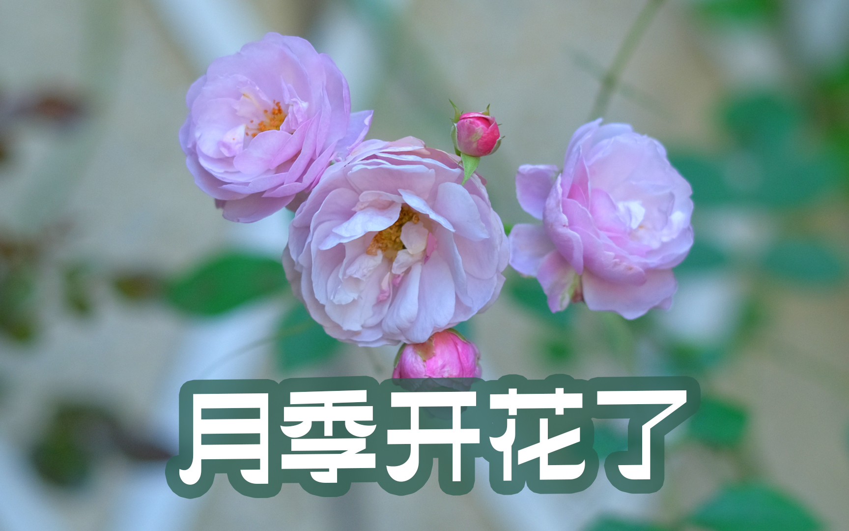 [4月花园改造日记]继续耕耘改造!背阴花园的月季也开花啦哔哩哔哩bilibili