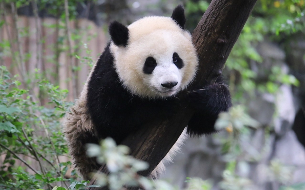 奶妈是如何耐心引导一只聪明的小熊下树的?~毛小收猫记【大熊猫蛋烘糕】哔哩哔哩bilibili