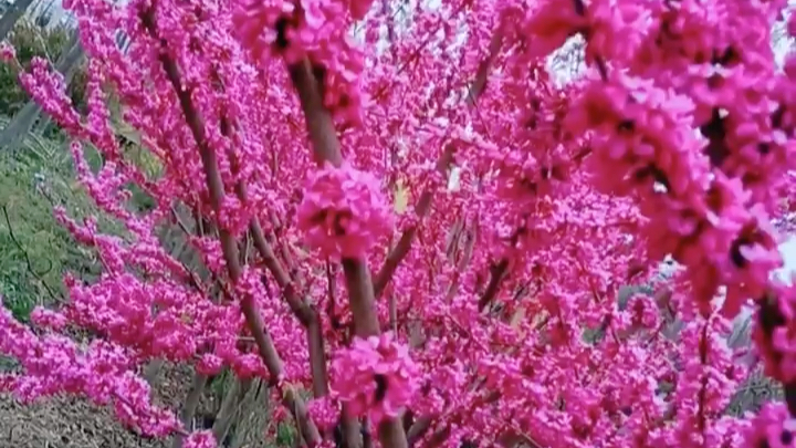 [图]紫荆花，春天开花，南北方都可以栽植