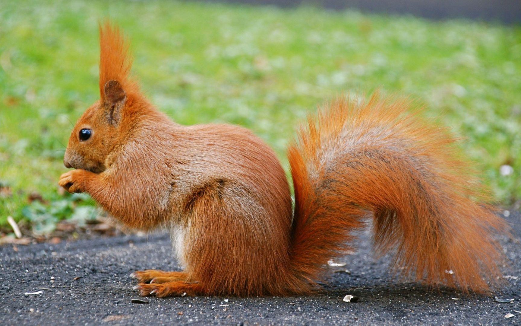 走进科学密林精灵上