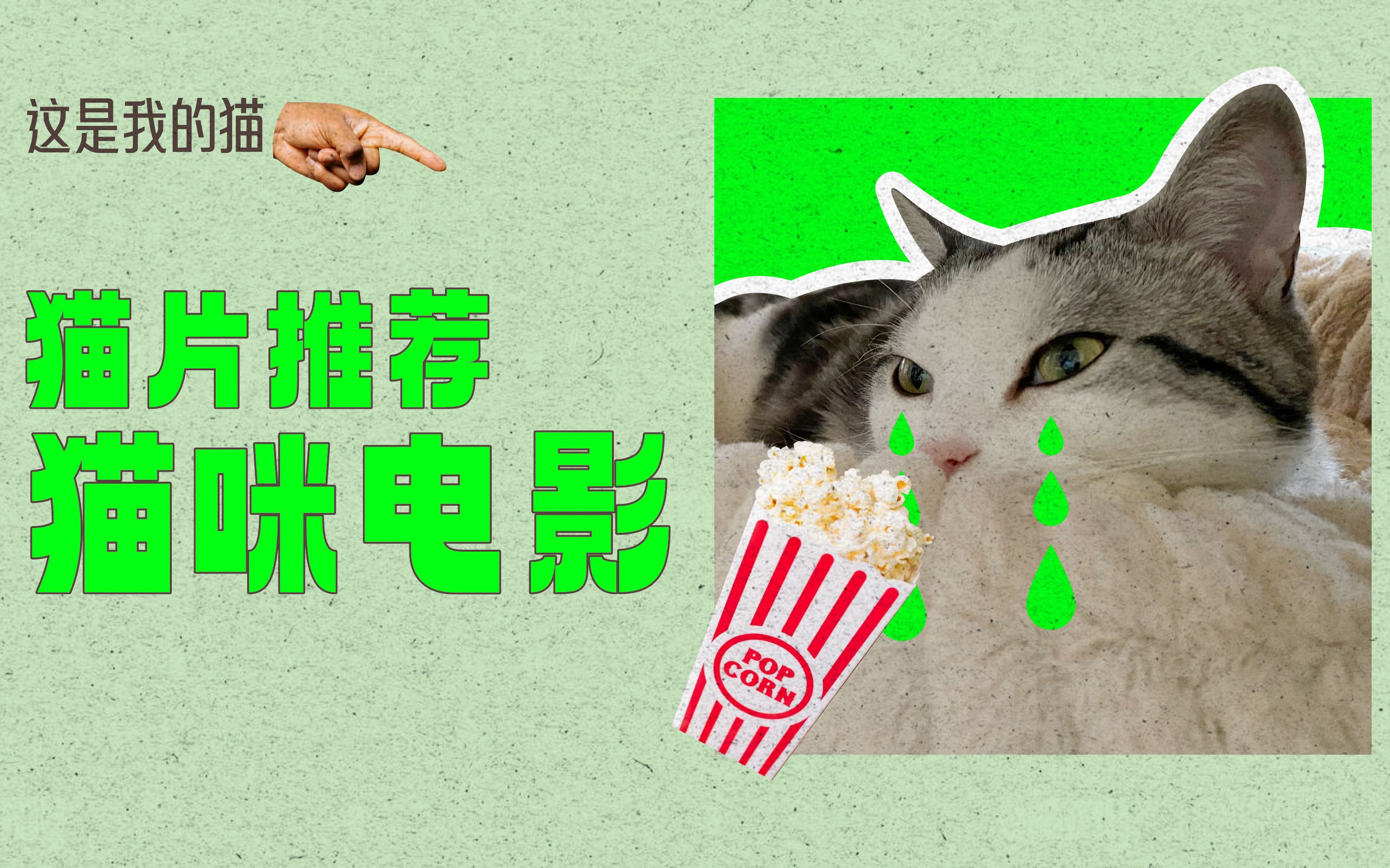 放假在家看猫片啦~猫咪电影推荐哔哩哔哩bilibili