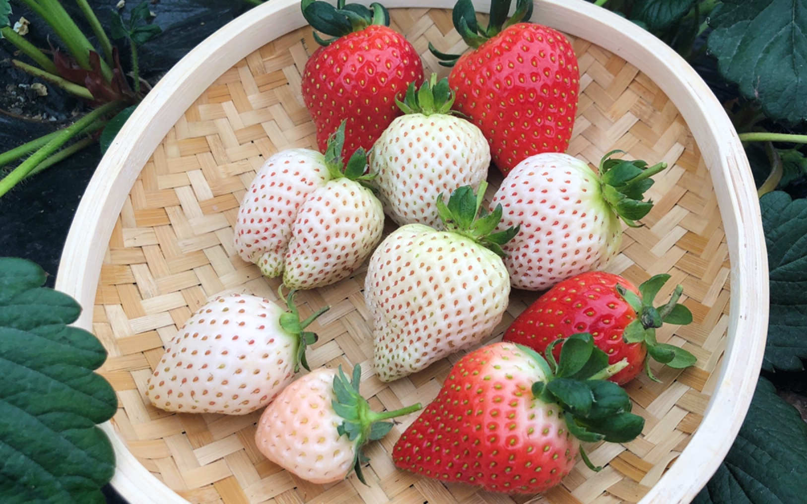 【vlog】 白草莓带着尊贵气质来了,来请你现摘现吃到饱