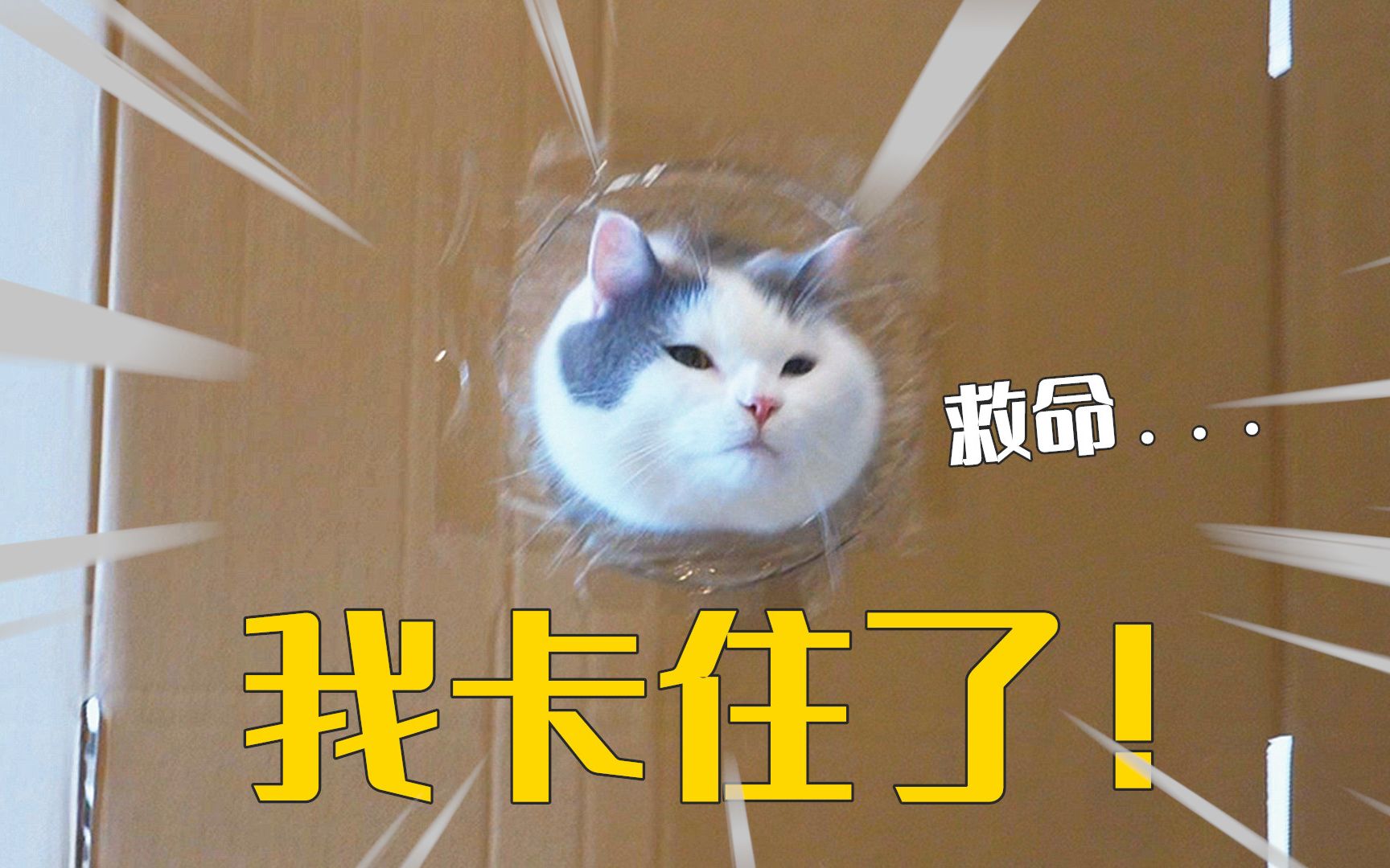 都说猫是液体的,我家猫是怎么回事?哔哩哔哩bilibili