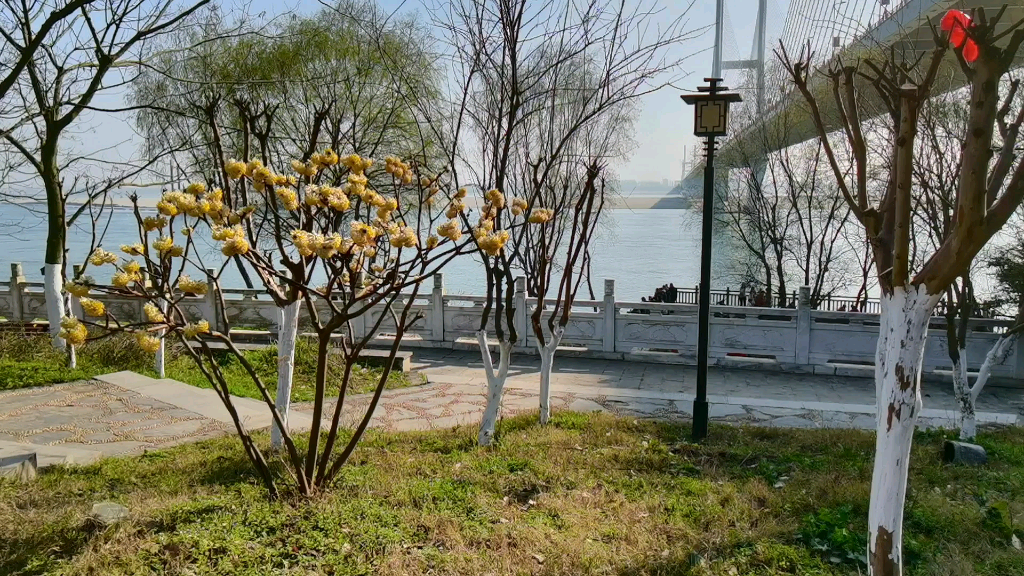 春天的荆州滨江公园图片