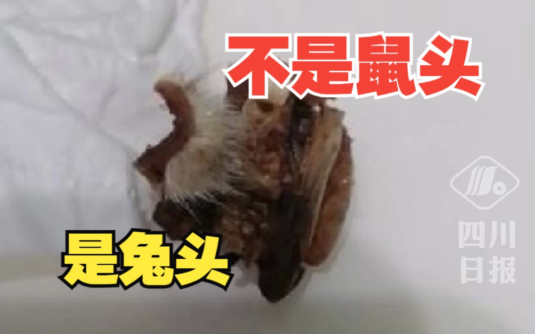 当地回应:校方称是兔头,正在核实