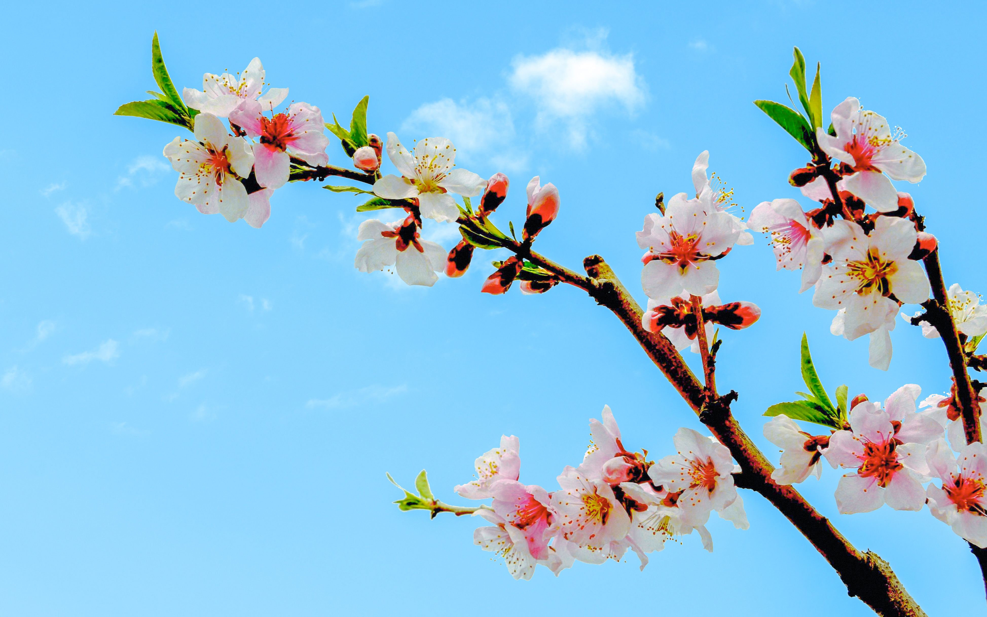 粉嫩桃花后期处理技巧渝色无界达哥带您回到温馨浪漫的童话世界