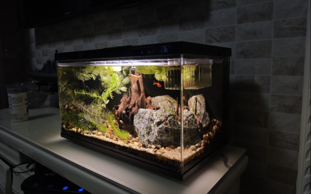 4k分辨率,小米米家智能鱼缸开缸大半年后的样子(1711ω1117)