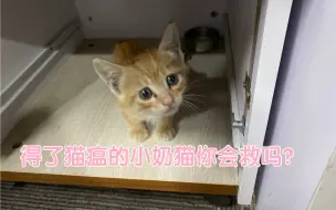 下载视频: 捡到一只得了猫瘟的流浪猫，养了1天想扔掉