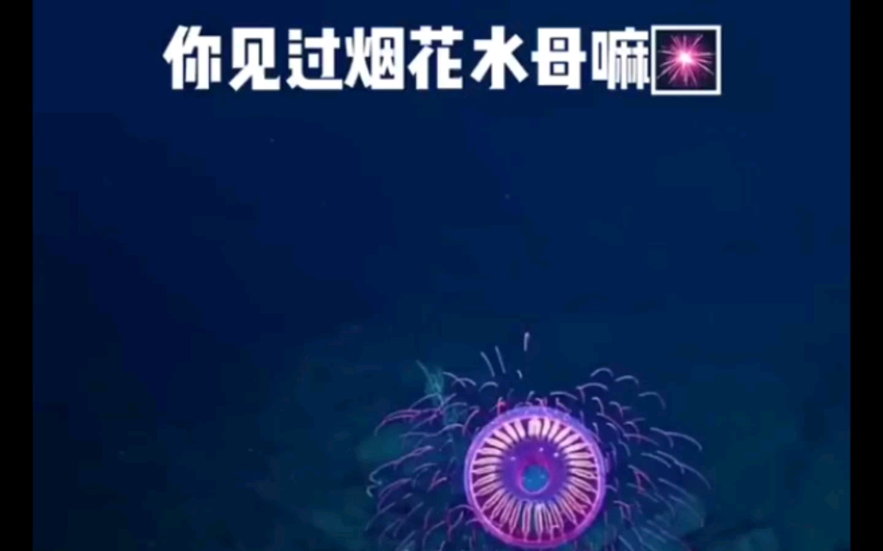 水中世界有多精彩:烟花水母哔哩哔哩bilibili