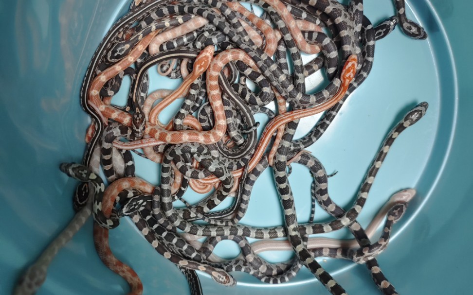 更新低端玉米蛇苗