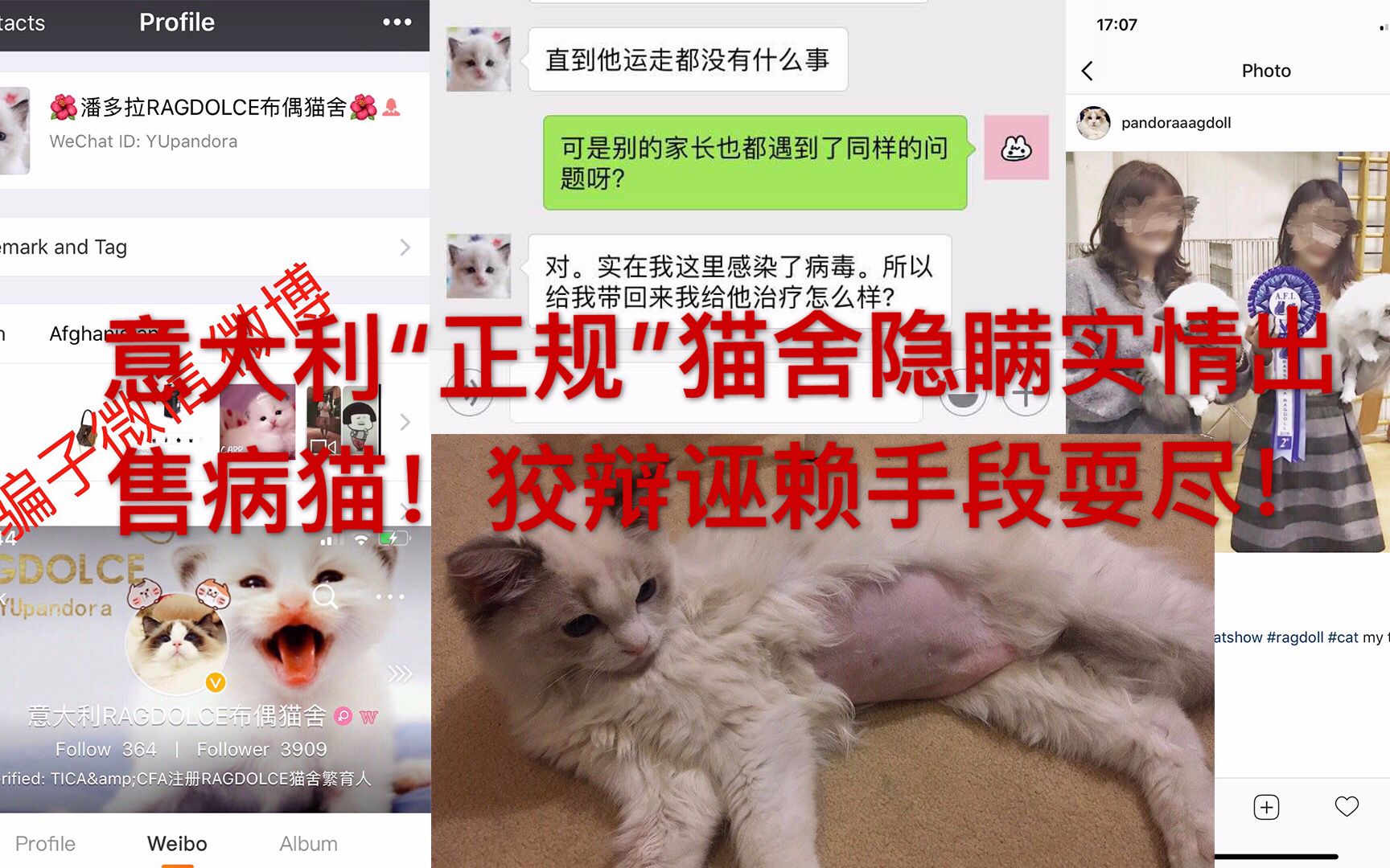 [图]后院布偶猫坑人！意大利ragdolce布偶猫舍