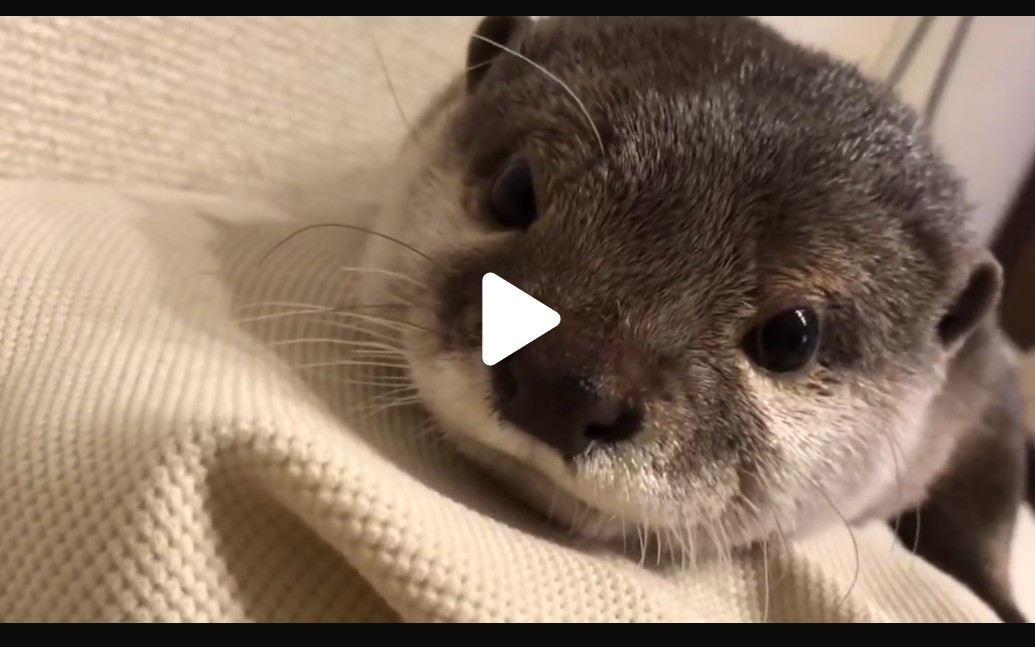 水濑宝宝在主人怀里撒娇 听听水濑的声音_哔哩哔哩 (゜-゜)つロ 干杯