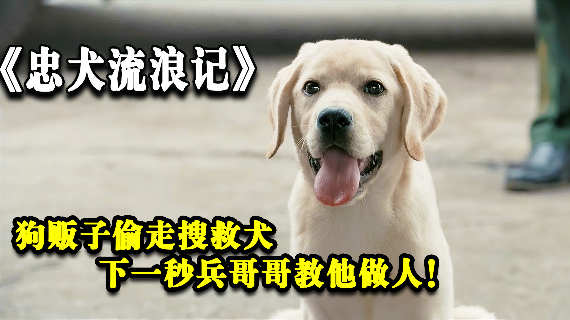 忠犬流浪记:狗贩子偷走搜救犬,下一秒兵哥哥教他做人!哔哩哔哩bilibili