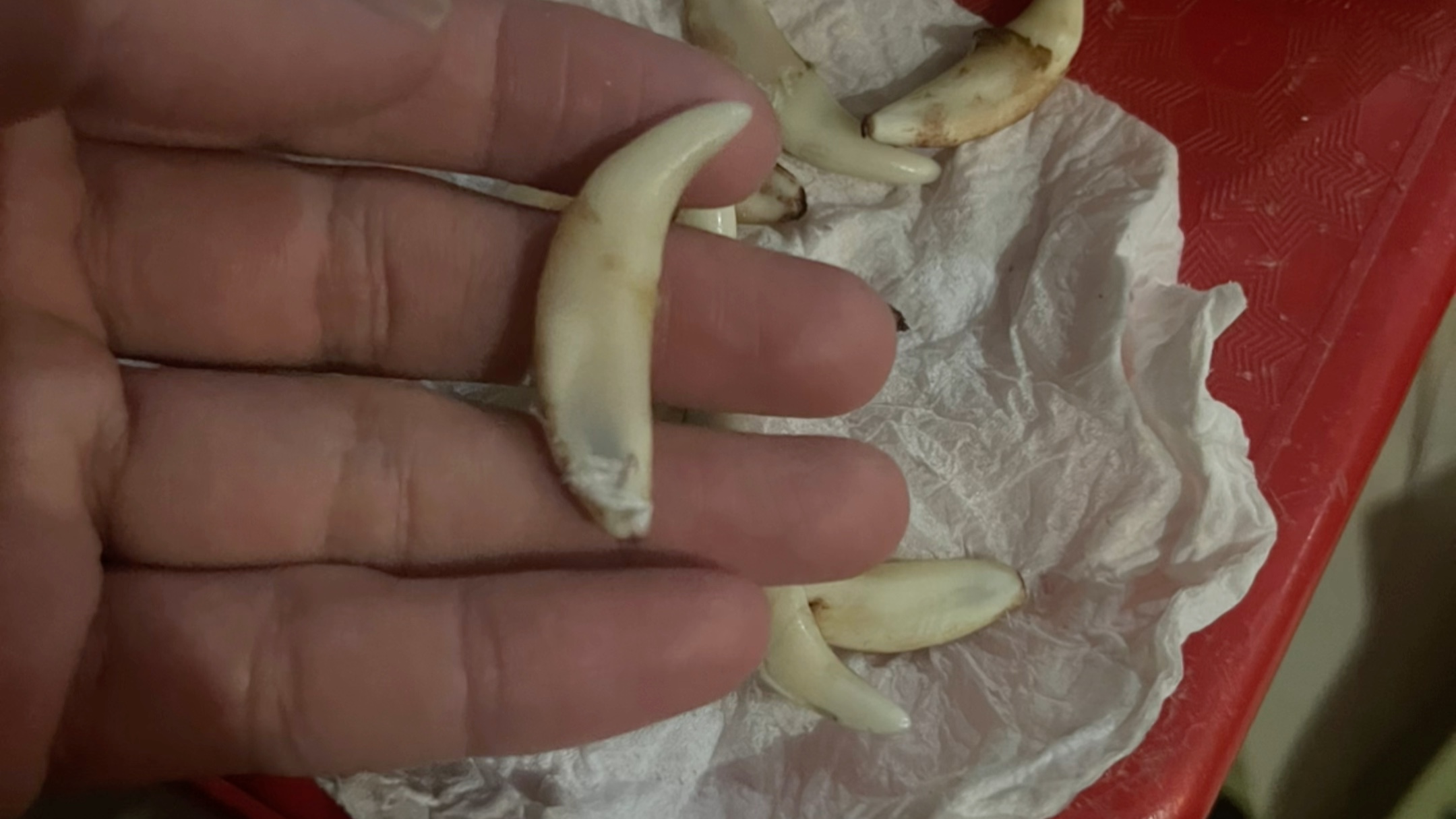 黑狗牙,保平安挂件,项链,手链,钥匙扣,可送老婆,孩子,男女朋友,保平安