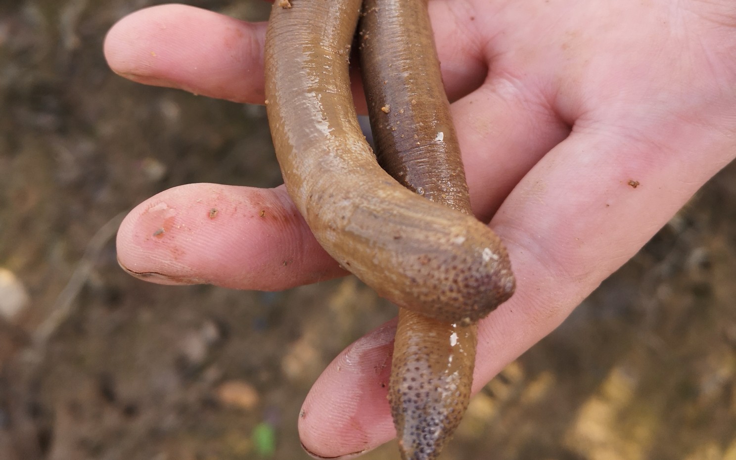 泥丁虫,湛江人很喜欢的一道料理,煲汤煲粥都很鲜甜_哔哩哔哩 (゜-゜)