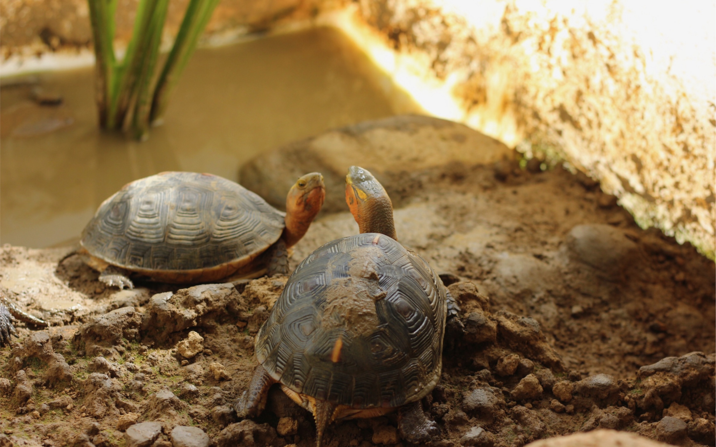 黄缘闭壳龟—环境不算大,三只刚刚好