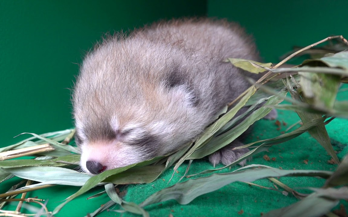 妈妈mei mei与618出生的小宝贝【小熊猫 oregon zoo】