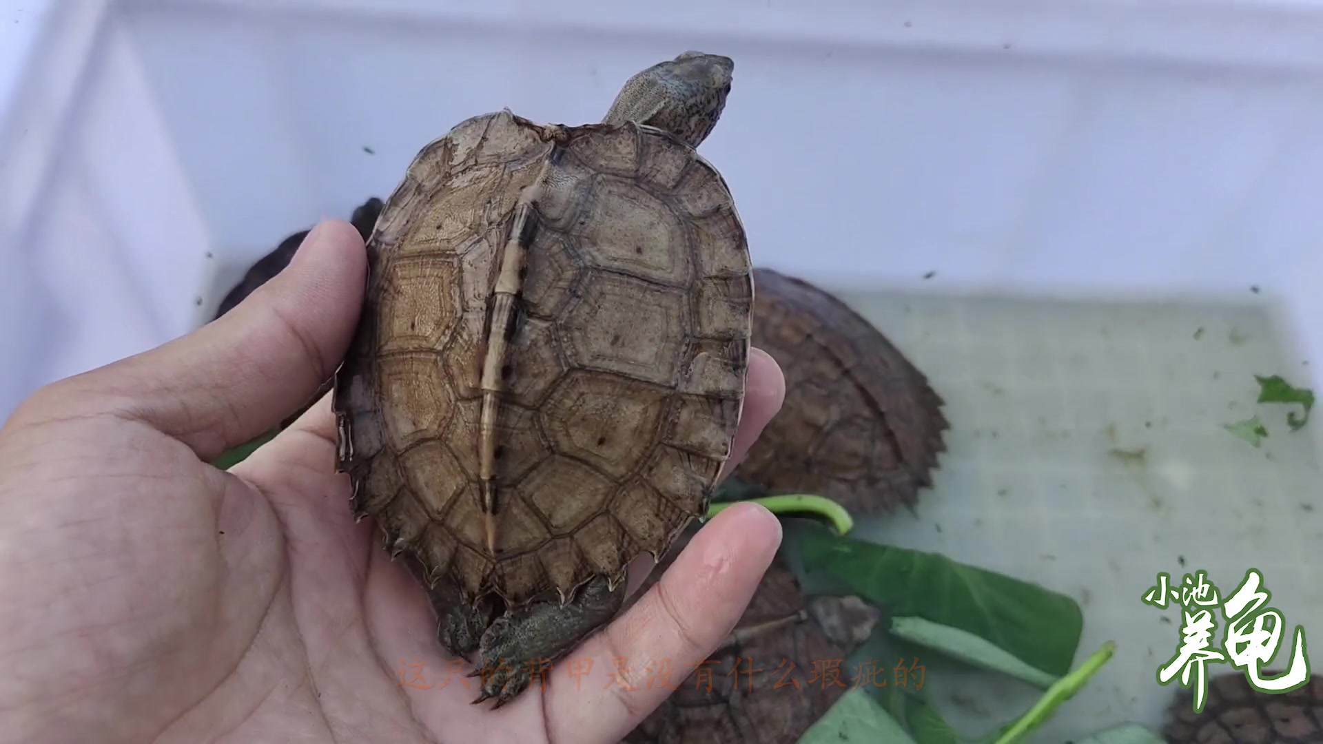 亚巨龟苗怎么挑这4种情况算瑕疵与全品价格相差50100元