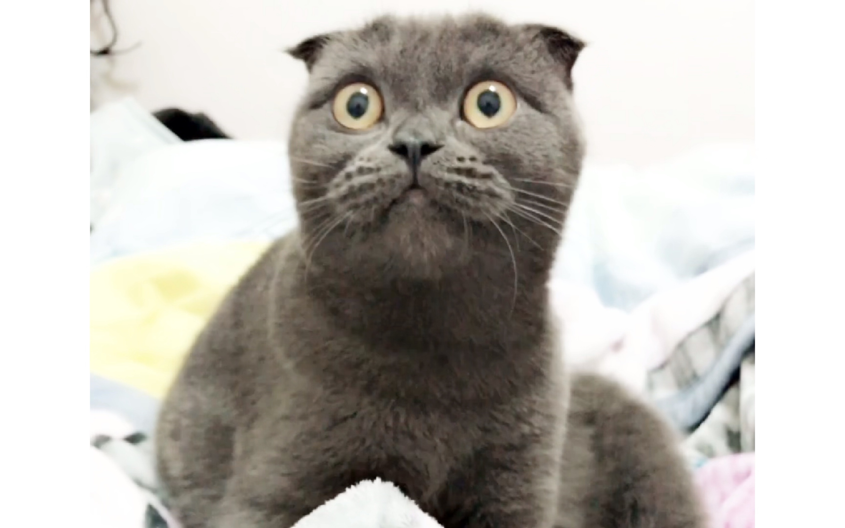 家有蓝猫 日常调皮捣蛋 日常踩奶睡觉 日常喵铲屎官