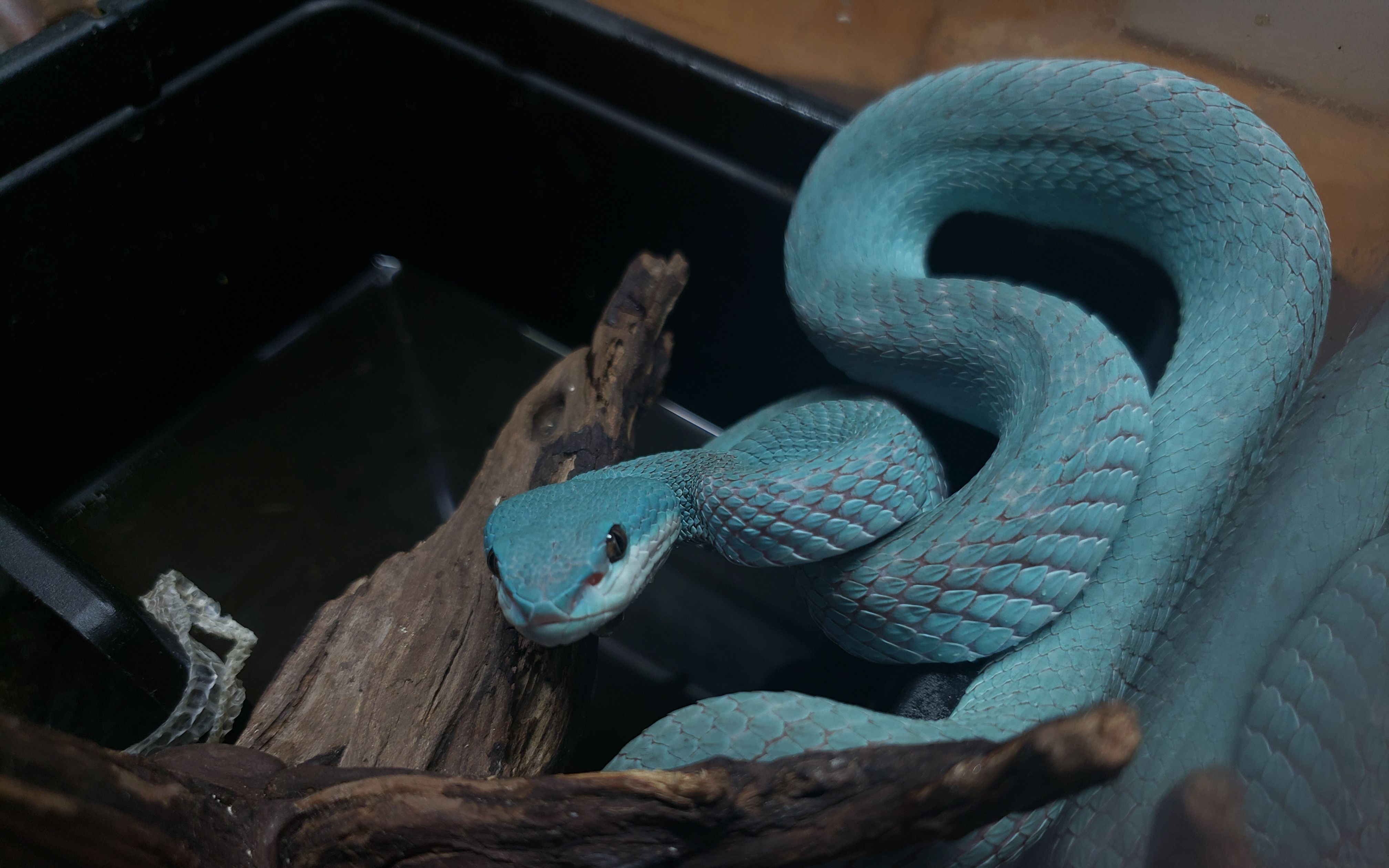 活动作品蝮亚科竹叶青成体竹叶青的饲养简介