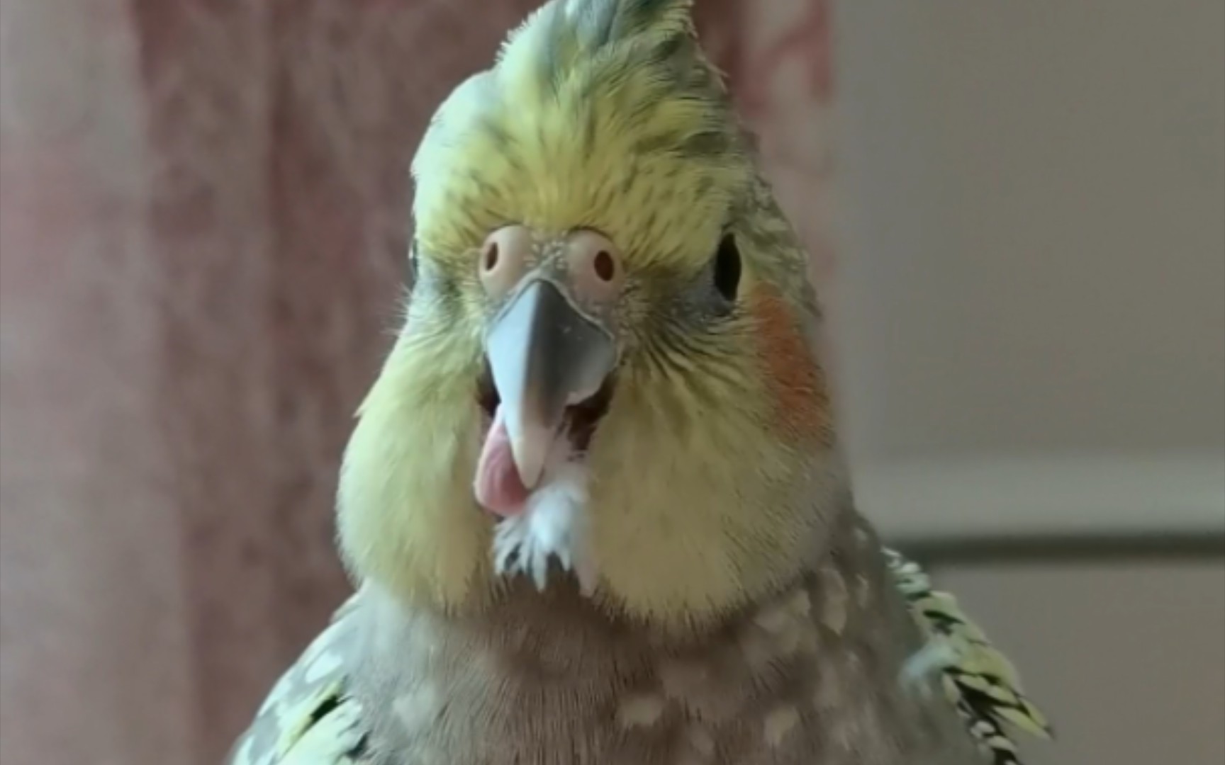 玄凤鹦鹉羽粉多鼻孔大要及时清理鼻腔异物