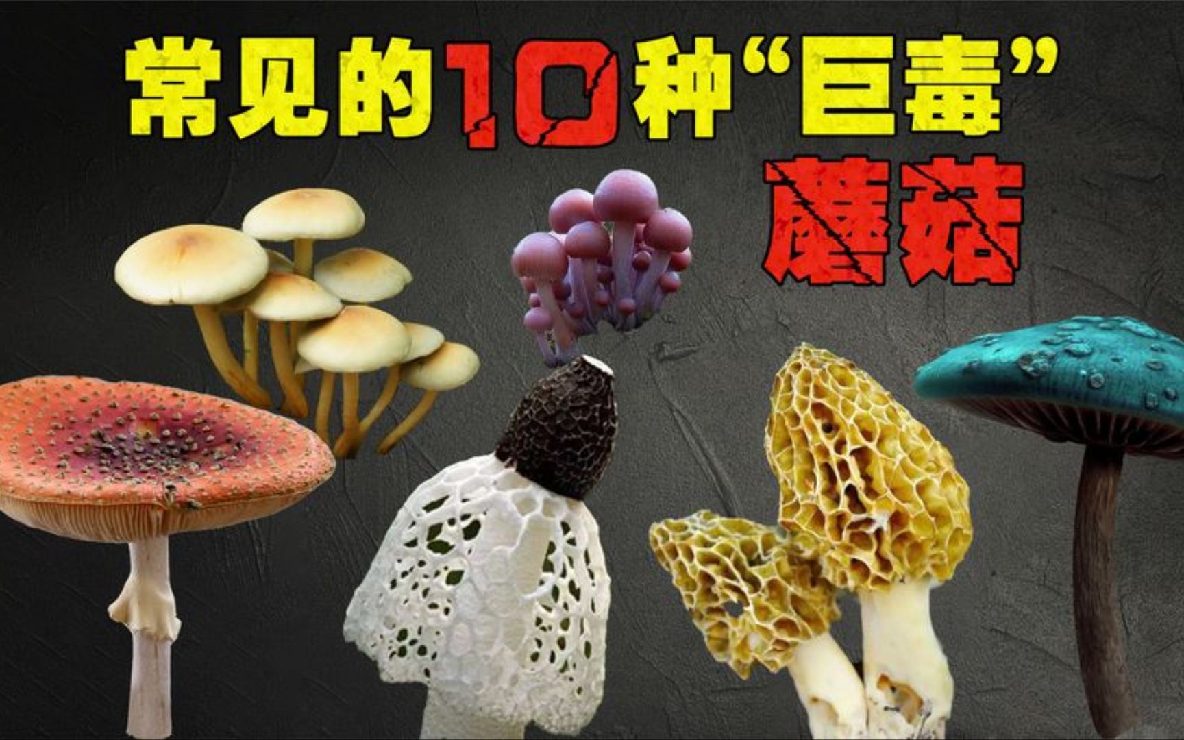 野外常见的10种“巨毒”蘑菇,多数人都难以分辨,你见过哪几种?哔哩哔哩bilibili